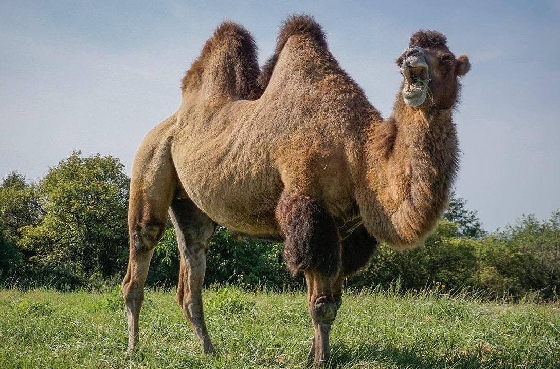 chameau dans un champ