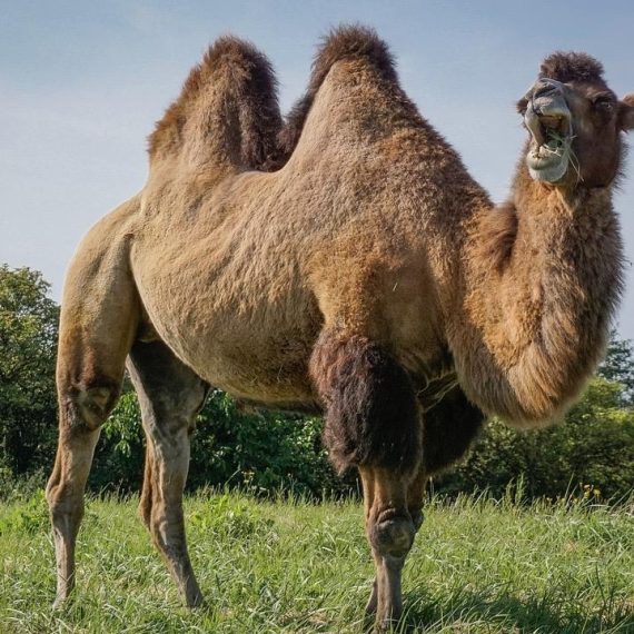 chameau dans un champ