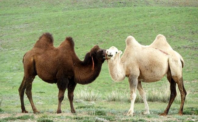 un chameau blanc et un chameau marron